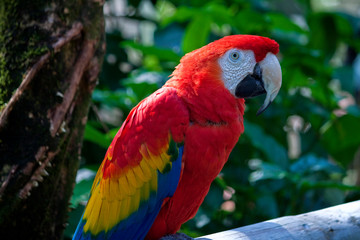 Plakat Bright red macaw parrot.