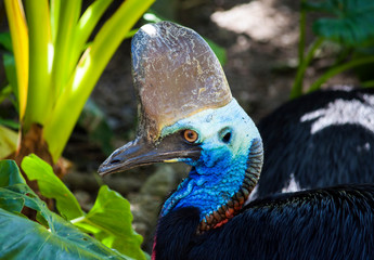 Close up of an Australian cassowary, a large flightless bird found in tropical North Queensland.