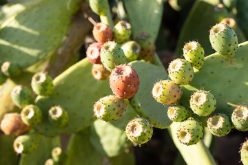 Prickly pear cactus full of fruits in different stages
