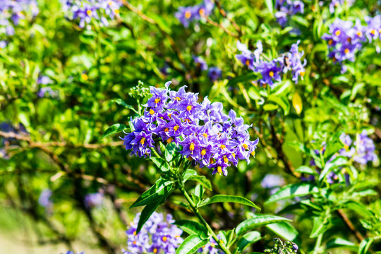 Chilean Potato Tree" Images  Browse 83 Stock Photos, Vectors, and Video |  Adobe Stock