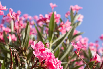 Pink Nerium Oleander flowers