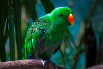 Female Australian King Parrot.