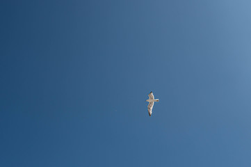 Möwe am Himmel