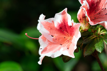 Pflanzen und Blüten