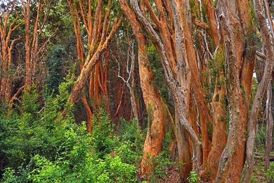 Arrayanes-B&auml;ume auf der Halbinsel Quetrihu&eacute; im Nahuel-Huapi-See in der Provinz Neuqu&eacute;n, Argentinien