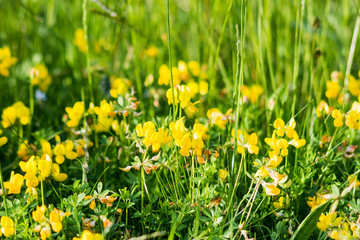 Bird's-foot Trefoil among tall grass in evening sunlight