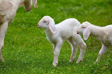 Playful lambs in the pasture.
