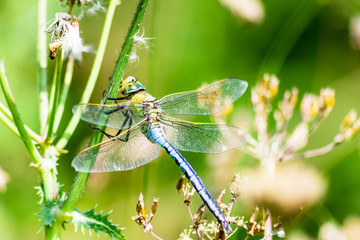 Emperor Dragonfly - Anax imperator perched resting on a plant