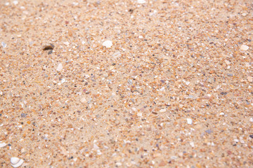 sable