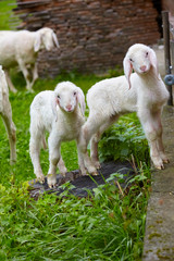 Playful lambs in the pasture.