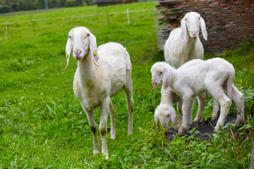 Obraz na płótnie Canvas Playful lambs in the pasture.