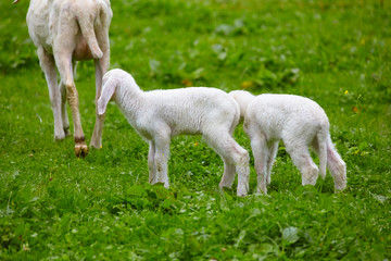 Naklejka na ściany i meble Playful lambs in the pasture.
