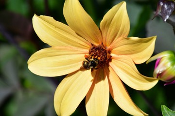 A Bee staying on the yellow Dahlia. Victoria BC Canada