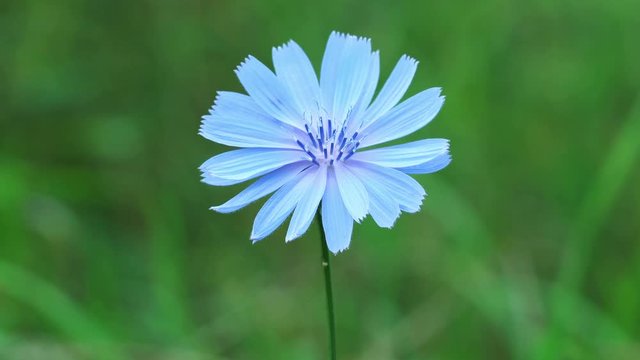 Flower of wild chicory endive