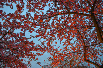 Cherry tree in full bloom at night park
