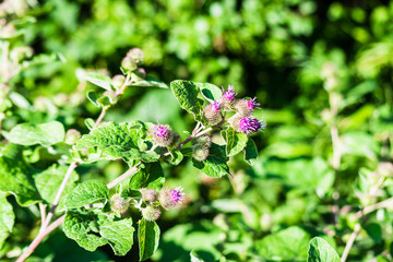 Flowers of Great Burdock (Arctium lappa),