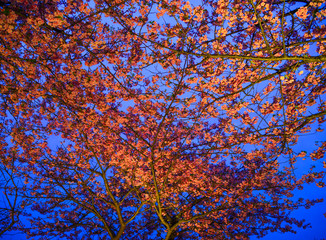 Cherry tree in full bloom at night park