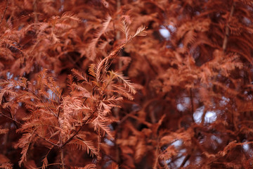 メタセコイアの紅葉（Autumn leaves of Metasequoia）