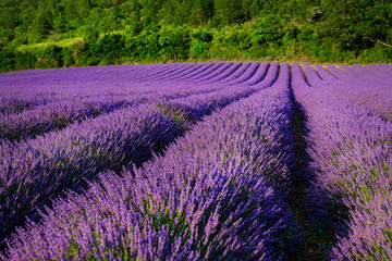 Fototapeta na wymiar Blooming lavender field near Valensole in Provence, France. Rows of purple flowers
