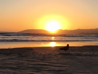 Naklejka na ściany i meble A seagull sitting on the beach during a sunset