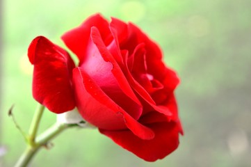 red rose in the garden