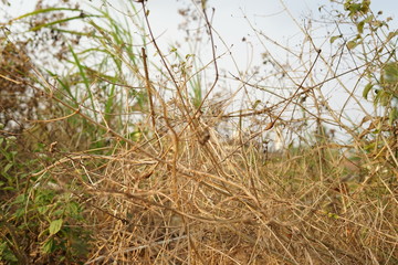Dried brown bush nature abstract background