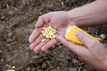 Mais in der Hand