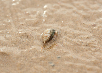 Hermit crab crawling on the beach