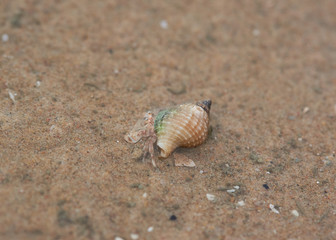 Hermit crab crawling on the beach