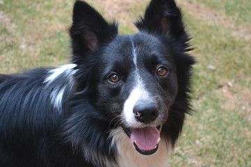 BEST PORTRAIT OF DOG