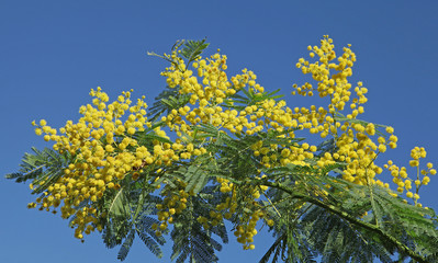 Fototapeta na wymiar Mimosa en fleurs 