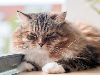 The gray-white cat maine coon is played after lunch