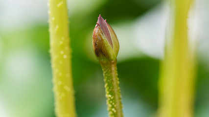 Summer flowers series, close up of a lotus flower bud with blur lotus leaves background.