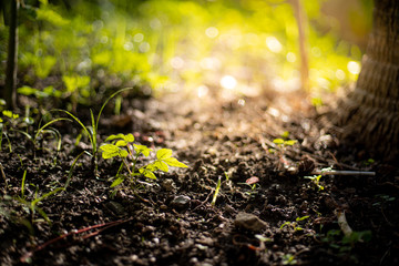  Planting trees on garden.
