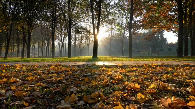 Autumn park. Sun is coming out from beyond tree and shining everywhere with its rays in an autumn park. Yellow foliage is lying on the ground. Tiled track, green grass. Steadicam, UHD