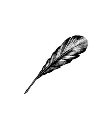 feather_1