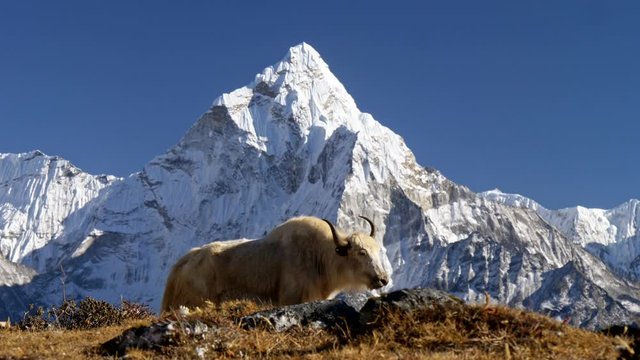 Dozy white yak against snowy Mount Ama Dablam, Himalaya, Nepal. Trek to the Everest Base Camp. 4K