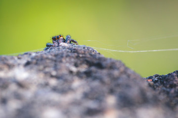 Springspinne