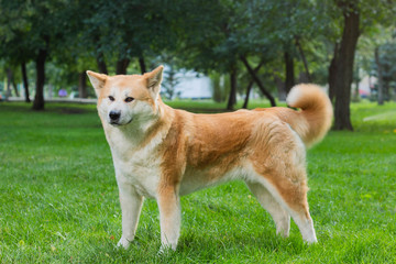 female dog of japanese breed akita inu with white and red fluffy coat standing on green grass