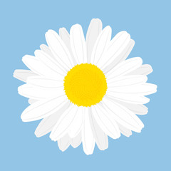 Chamomile flower. Top view. Isolated on blue background. Vector illustration.