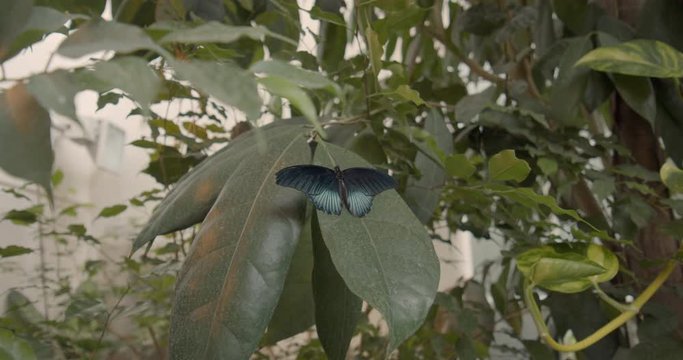 Black and Blue Butterfly sitting on a leaf in Vienna's Butterfly House, Austria