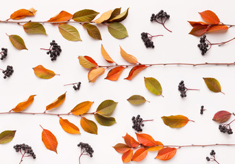 Creative Autumn background of elderberries and dry branches