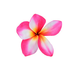 Frangipani flower isolated on white background