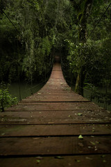 Obraz premium Puente Colgante Bosque