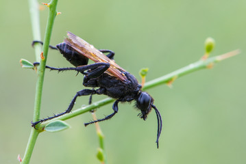 Wasp Prionyx subfuscatus in a rainy summer day