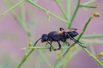 Wasp Prionyx subfuscatus in a rainy summer day