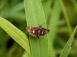 one butterfly on a green leaf