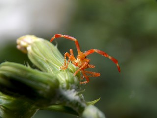 a small orange beetle on the plant
