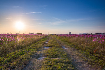 Obraz premium 秋の夕暮れ、こんな道をみるとキュンキュンくるよね。