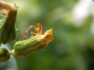 a small orange beetle on the plant